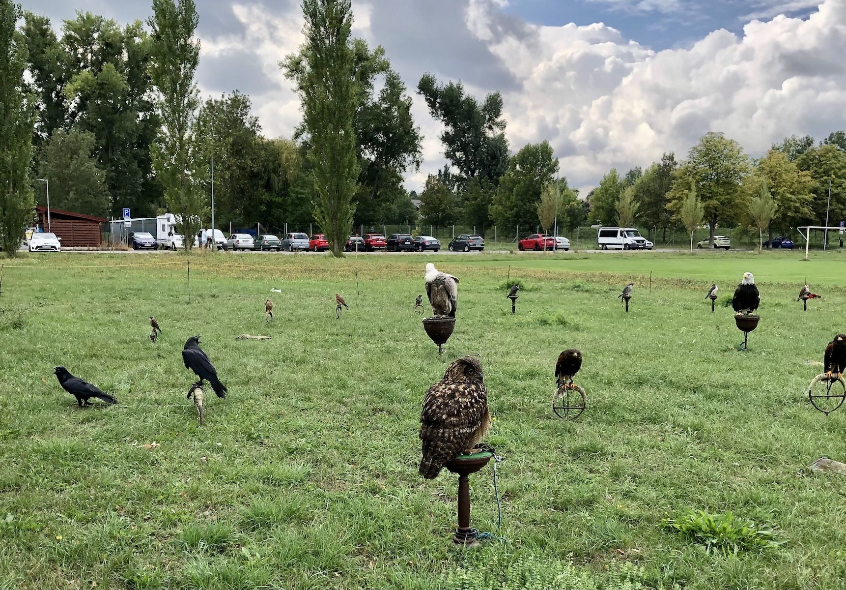SEIFEROS – letové ukázky dravců a sov